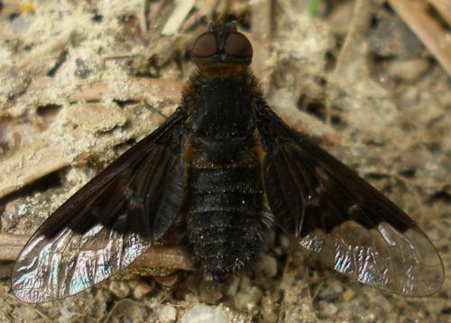 Hemipenthes morio