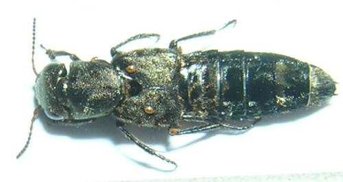 Ontholestes murinus