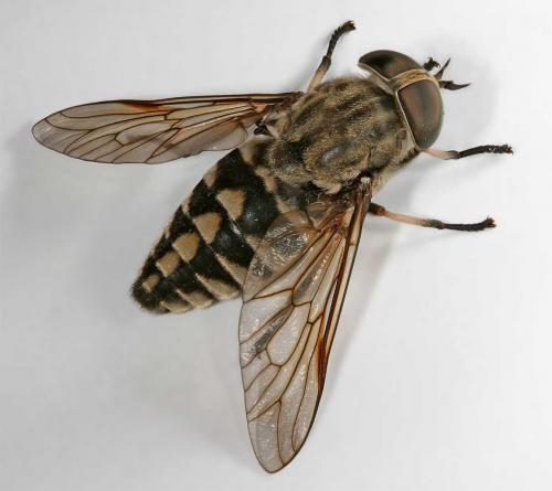 Tabanus rectus