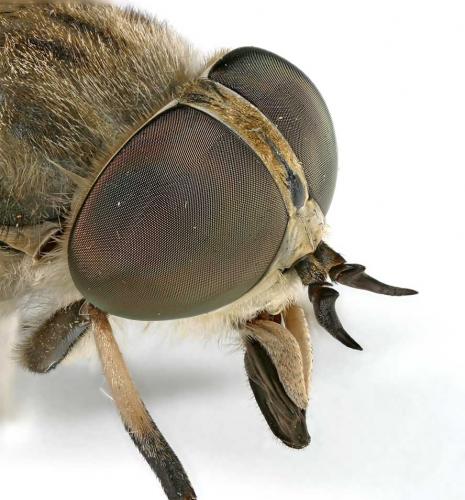 Tabanus rectus