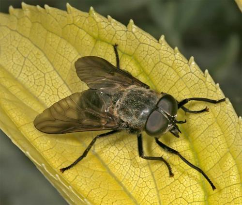 Dasyrhamphis ater