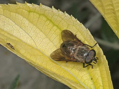 Dasyrhamphis ater