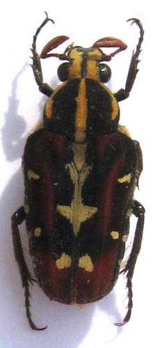 Réf. 12 192 : Euselates ornata