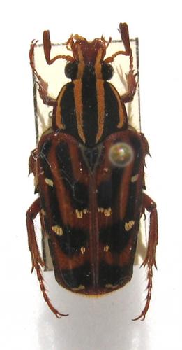 Réf. 12 193 : Euselates perraudieri
