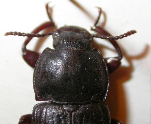 Tenebrio molitor