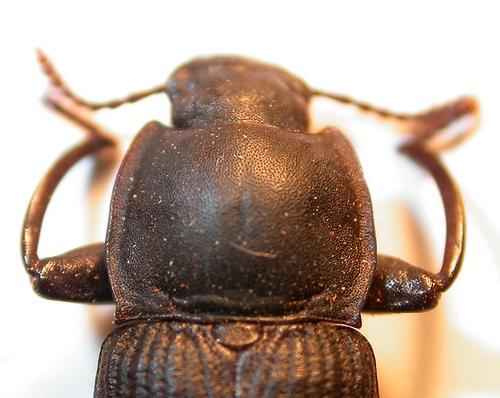 Tenebrio opacus