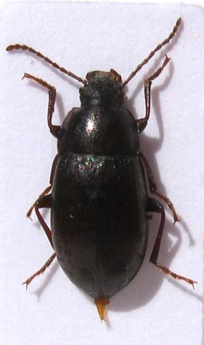 Nalassus laevioctostriatus