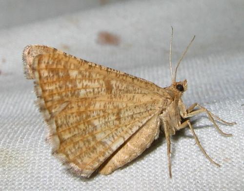 Réf. 12 617 : Isturgia murinaria
