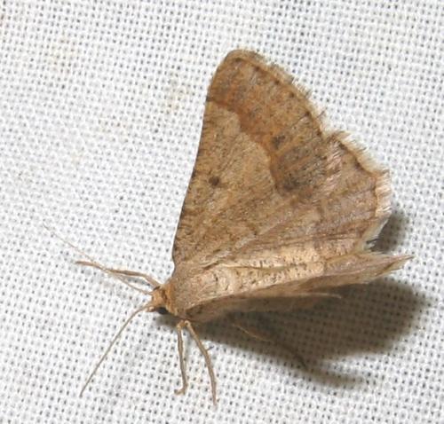 Réf. 12 618 : Isturgia murinaria