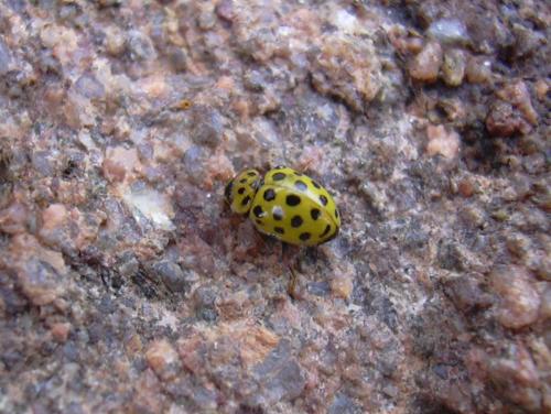 Réf. 12 883 : Psyllobora vigintiduopunctata