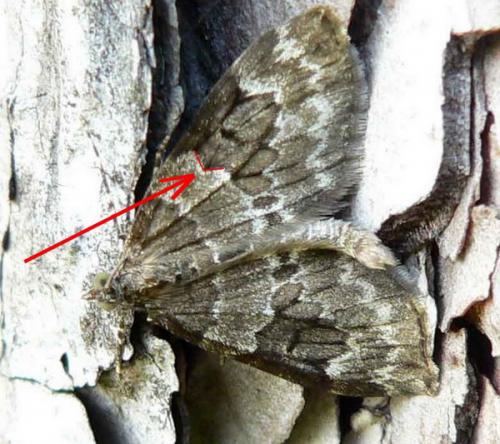 Thera sp.