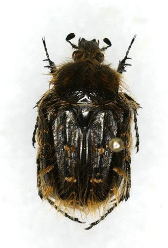 Tropinota squalida pilosa