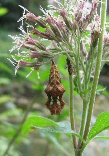 Réf. 12 637 : Polygonia c-album