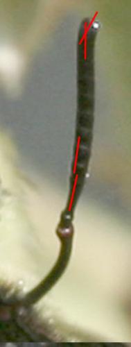 Réf. 12 243 : Xylocopa violacea