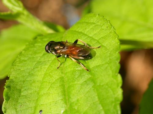 Xylota segnis