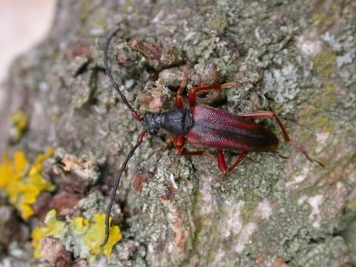 Réf. 12 088 : Stictoleptura trisignata