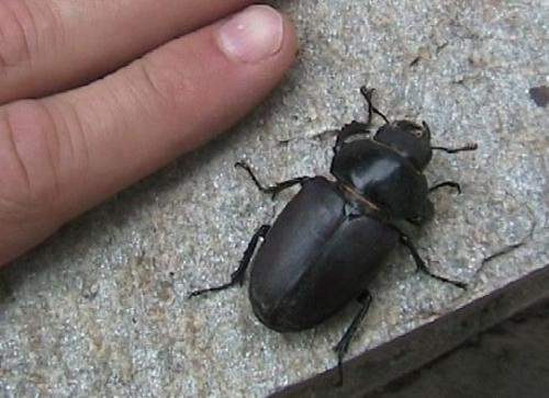 Réf. 12 006 : Lucanus sp.