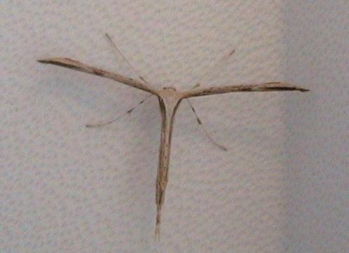 Emmelina monodactyla
