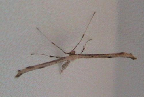Emmelina monodactyla