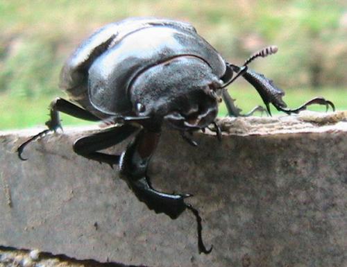 Réf. 12 010 : Lucanus sp.