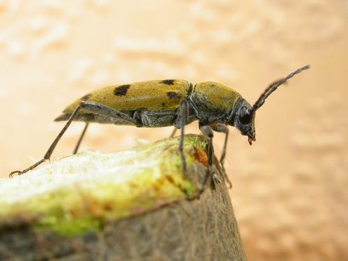 Chlorophorus glabromaculatus