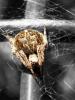 12066 – Photo : G. Cerda – France (13)