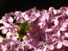 12209 – Photo : G. Cerda – France (13)