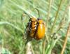 12499 – Photo : Adrien Chorein – France (83)