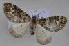 12213 – Photo : Mael Garrin – France (56)