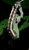 12074 – Photo : Daniel Bazin – France (88)