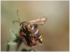 12355 – Photo : Mineha – France (06)
