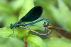 12264 – Photo : Michael CHILARD – France (50)