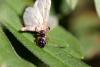 12231 – Photo : Daniel Ventard – France (05)