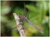 12375 – Photo : Mineha – France (06)