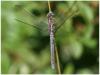 12377 – Photo : Mineha – France (06)