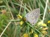 12061 – Photo : Arnaud Jean-Pierre – France (64)