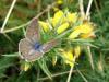 12062 – Photo : Arnaud Jean-Pierre – France (64)