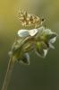 12429 – Photo : V.dragonfly – France (03)