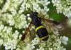 12081 – Photo : Cecile Bassaglia – France (29)