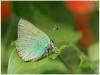 12546 – Photo : Mineha – France (06)