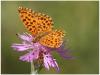 12548 – Photo : Mineha – France (06)