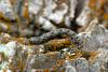 12400 – Photo : Daniel Ventard – France (05)