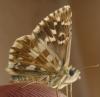12203 – Photo : Denis Vandromme – France (36)