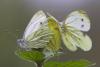 12987 – Photo : microbe – France (62)