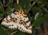 12113 – Photo : microbe – France (62)