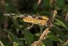 12114 – Photo : microbe – France (62)