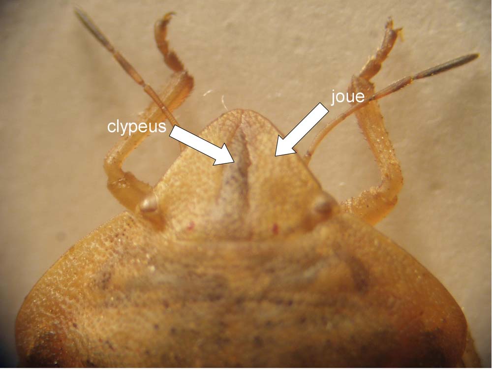 Y. Barrier - Eurygaster austriaca - réf. 12265 (1000 x 752 pixels, 54 ko)