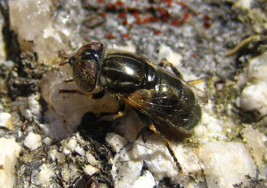 Cecile Bassaglia - Eristalinus aeneus - réf. 12111 (885 x 624 pixels, 141 ko)
