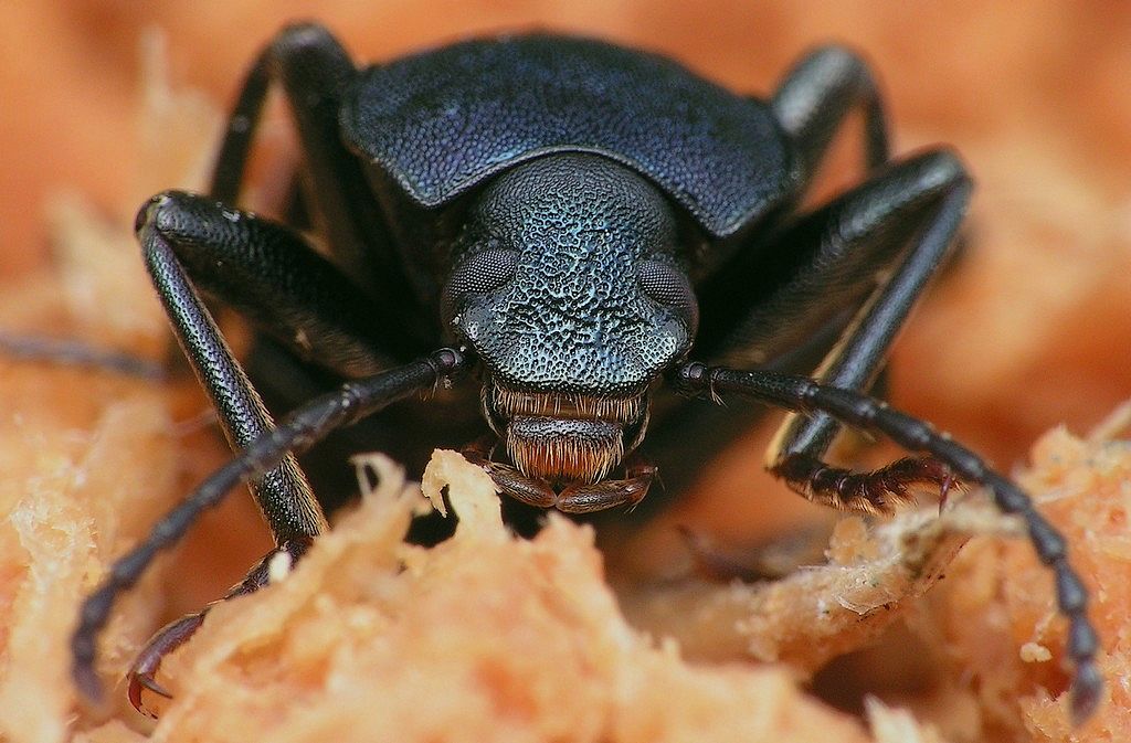 bobgaia - Helops caeruleus - réf. 12533 (1024 x 673 pixels, 115 ko)