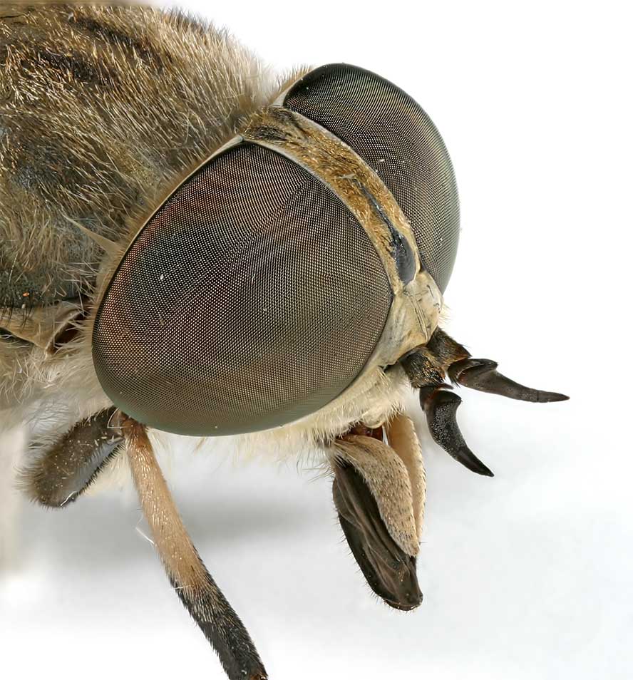 Dimitri GEYSTOR - Tabanus rectus - réf. 12182 (888 x 954 pixels, 116 ko)